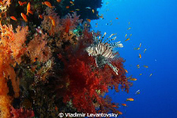Lionfish and anthias (hunter and hunted). Taken with Cano... by Vladimir Levantovsky 
